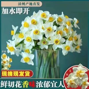 【现摘鲜切花】漳州水仙花鲜切花枝冬季花卉室内装饰新鲜花束水养