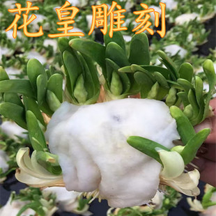 【花皇雕刻水仙9-11枝花苞】漳州水仙花种球已雕刻好未泡水带花苞