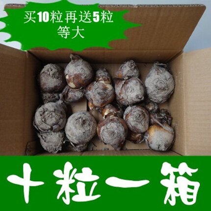正宗漳州水仙花种球特级郁金香种子大球冬季花卉风信子水培植物