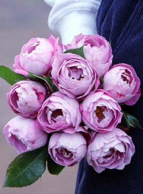 新品羊脂香水切花玫瑰花卉盆栽植物阳台花园地栽浓香紫色月季花苗