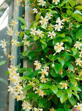 黄色风车茉莉花苗莉拖斯卡纳之星盆栽络石藤庭院阳台爬藤花卉植物