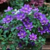 Товары от 江苏茂芳花卉园艺有限公司
