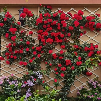 四季爬藤多花红蔷薇鲁硕红月