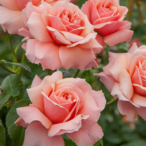 阳台浅粉色丰花月季苗波提雪莉