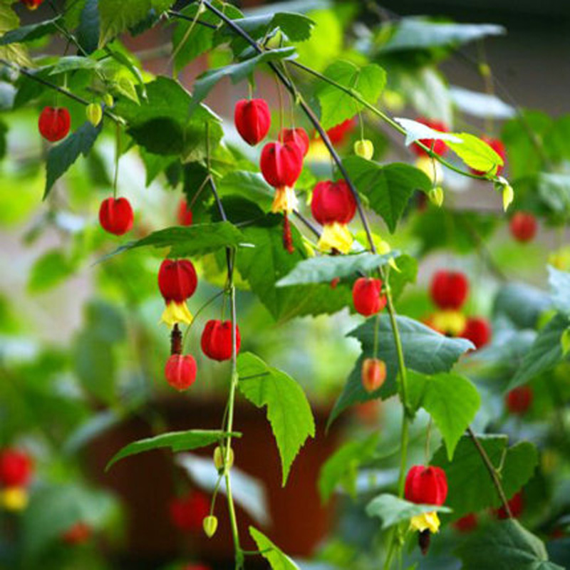 植物灯笼花蔓性四季常青阳台