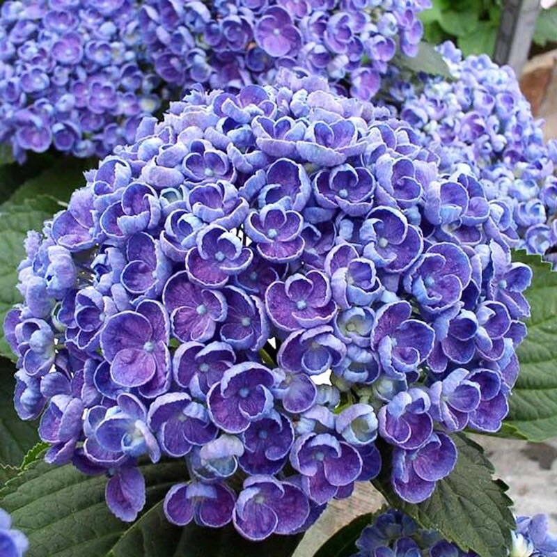 爆米花大花绣球花苗盆栽带花苞