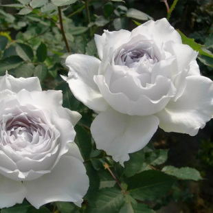 日月加百列大天使玫瑰浓香花卉丰花灌木阳台蔷薇四季 花苗 开月季