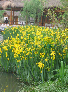 水生花卉水草植物池塘黄花鸢尾