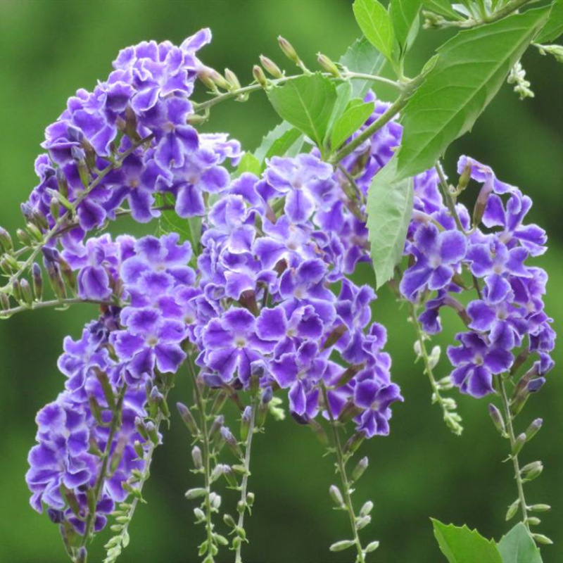 浓香花卉连翘盆栽蕾丝巧克力