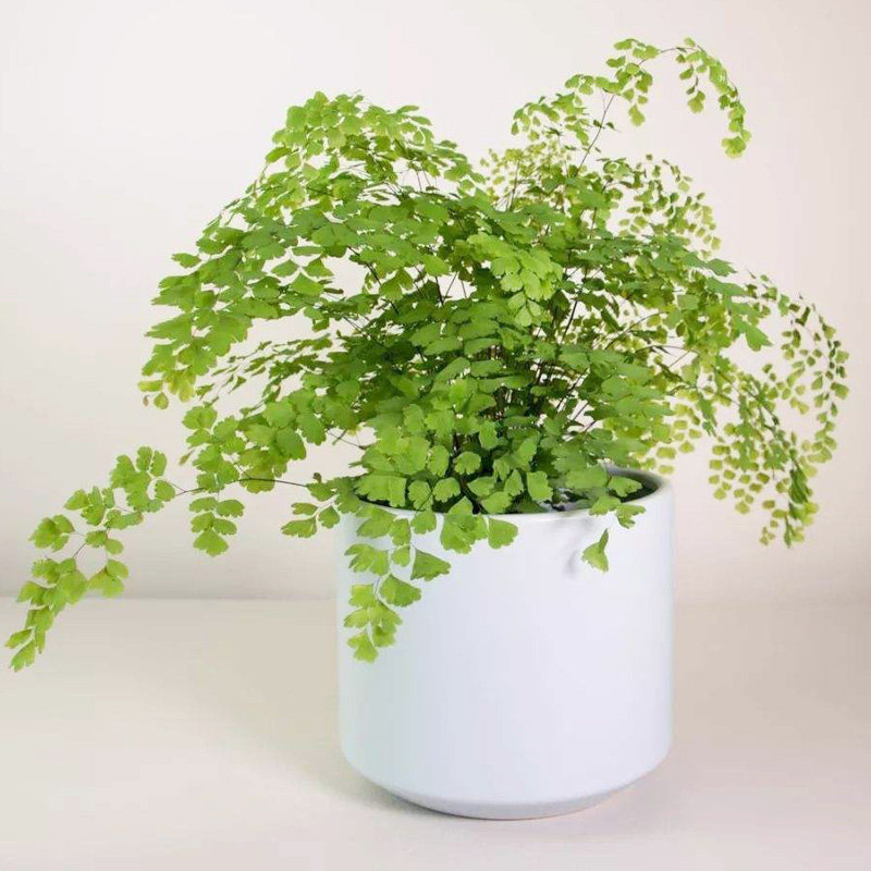 室内蕨类植物盆栽波士顿