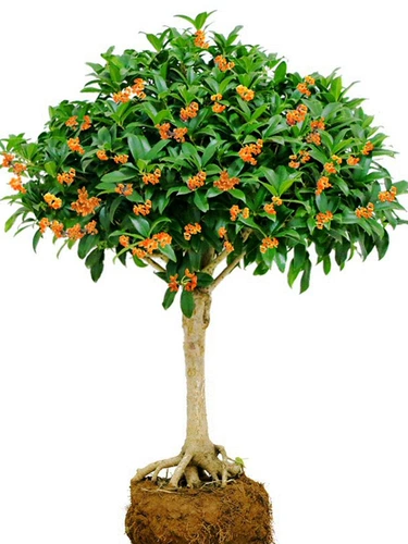 Osmanthus деревьев саженцы в горшках из четырех сезонов экстремальные голубые цветочные агарвуд август август Gold Osmanthus Courtyard Внутренний и открытый балкон