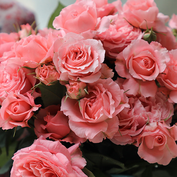 珊瑚果冻月季花苗粉色特大花浓香阳台庭院花卉四季玫瑰不垂头耐晒