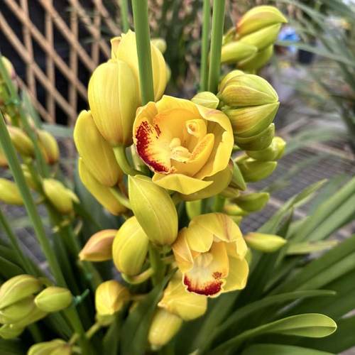 D黄金万两3花剑起金色兰花大花蕙兰发易养护室内高端兰花