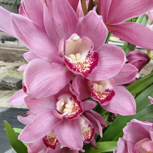 【阿鹏】英雄5支粉花剑大花蕙兰多年生云南高山兰室内高端花