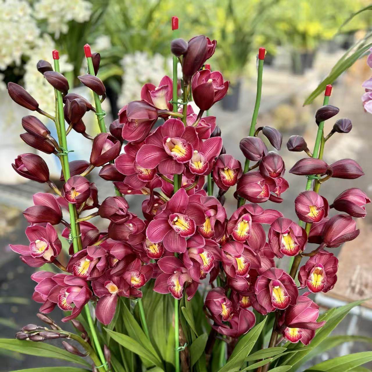 H红玉珠5支花剑多年生云南高山兰花基地直发室内高端大花蕙兰