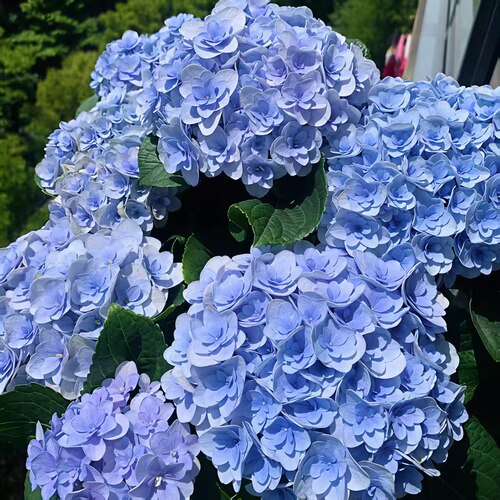 H佛罗伦蒂娜 重瓣大花绣球可调色耐热耐寒室内庭院地栽150#