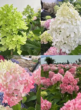 H香草草莓圆锥木绣球初开绿色中期白色后期温差大变粉色2加仑