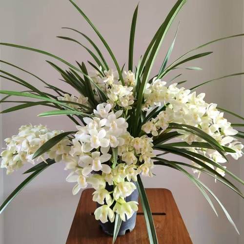 【阿鹏】正宗白玉香兰10花剑起多年生云南高山兰花基地室内高端花