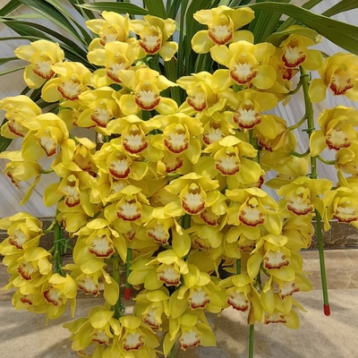 D黄金岁月 5花剑起多年生云南高山兰花基地直发室内高端大花蕙兰