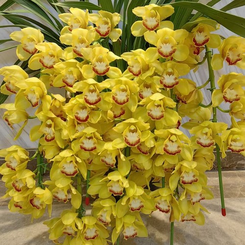 【阿鹏】黄金岁月 5花剑起多年生云南高山兰花室内高端大花蕙兰