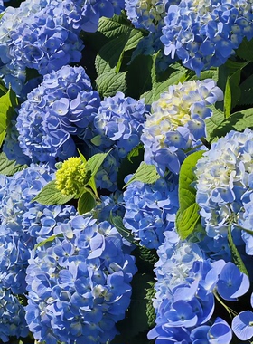 D无尽夏 蓝紫色大花绣球5花头起多季开花花期长室内室外地栽1加仑