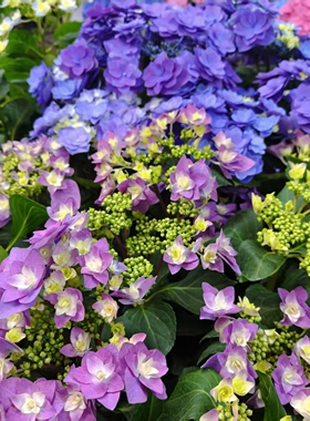 D羽翼重瓣蓝紫色 平顶绣球 5花头起地栽盆栽 颜色随PH值变化150#