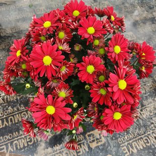 D微風(fēng)紅紗 荷蘭菊室內(nèi)高端花卉長花期易養(yǎng)護(hù)辦公室茶臺客廳餐廳
