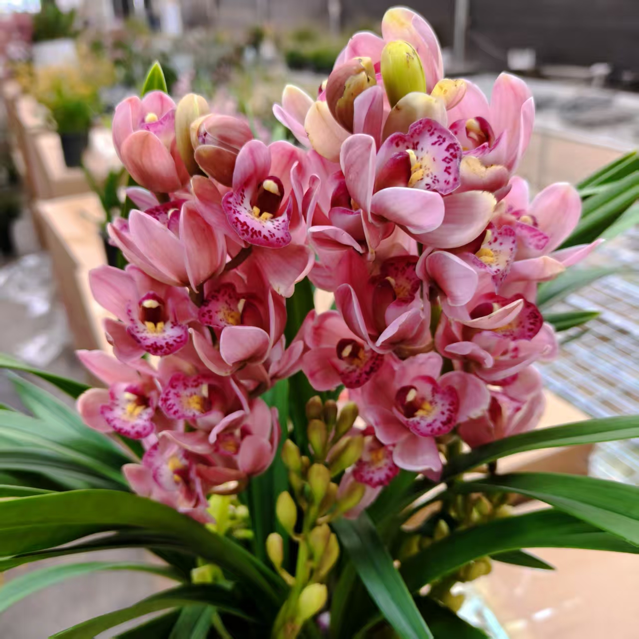 宝贝5支花剑多年生云南高山兰花基地直发室内高端大花蕙兰