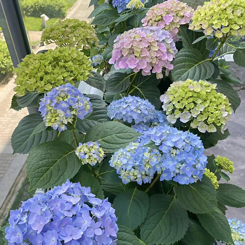 D博大蓝 八仙绣球炫彩多花头耐热耐寒室内室外地栽盆载2加仑盆