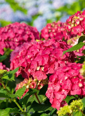 D红色无尽夏大花型紫红色绣球多花头带花带花苞多季节开花2加仑盆