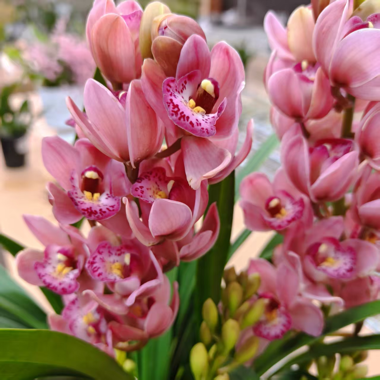 D宝贝5支花剑多年生云南高山兰花基地直发室内高端大花蕙兰