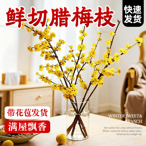 领沃腊梅花鲜花水养鲜切干枝