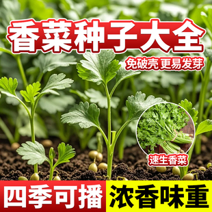 四季香菜种子大全小叶大叶老品种优种速生秋冬季蔬菜种籽老式本地