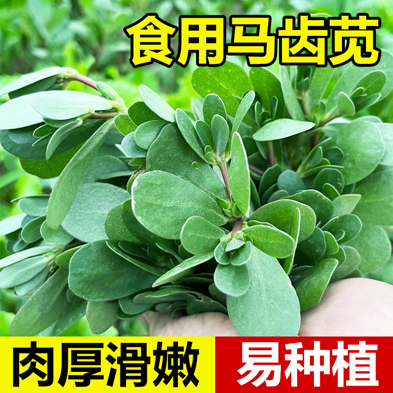 马齿苋野菜种子新鲜四季蔬菜阳台盆栽种籽可食用马齿苋籽太阳花种