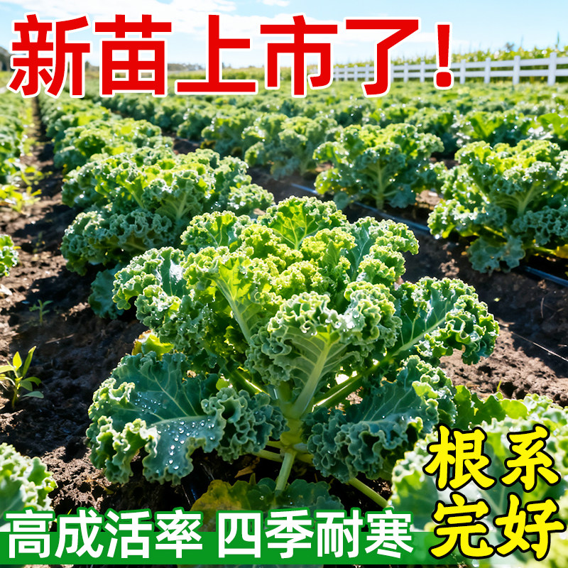 羽衣甘蓝苗四季可食用绿紫甘蓝新鲜秧苗家用盆栽种籽春季蔬菜大苗