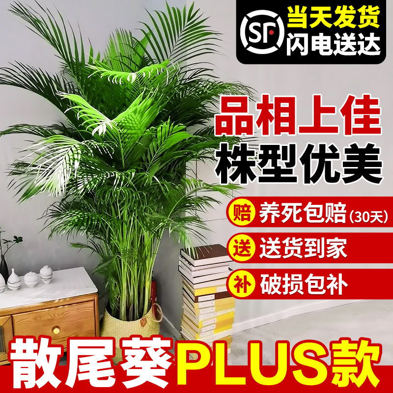 散尾葵植物盆栽客厅绿植凤尾竹大型室内花卉办公室天堂鸟四季常青