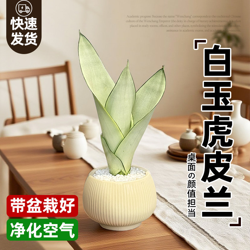 虎皮兰绿植盆栽办公室桌面室内净化空气植物耐阴好养白玉金边棒叶