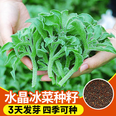 水晶冰菜种籽子家庭阳台种植蔬菜