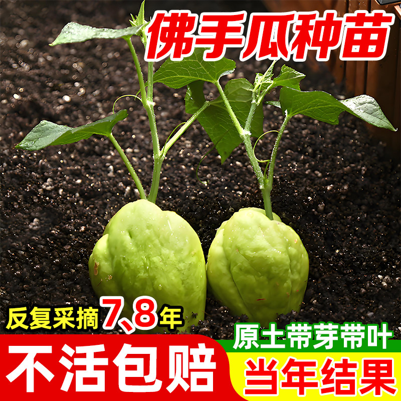 佛手瓜种苗新鲜带土白玉高产瓜苗四季种子秧苗阳台盆栽蔬菜种籽苗,鲜花速递/花卉仿真/绿植园艺,种苗/半成品盆栽,淘宝优惠券,粉丝福利购,淘宝优惠卷