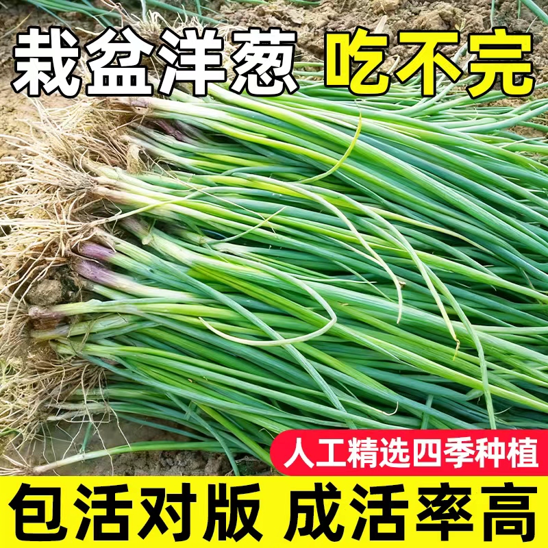 山东紫皮洋葱苗耐寒带根老品种