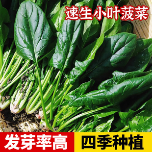 种子大全新种优种圆叶红根青菜种孑家庭阳台四季 菠菜籽种冬季 蔬菜