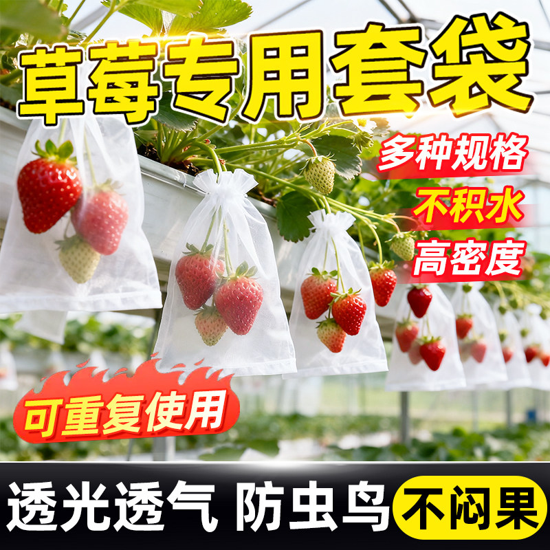 草莓托果网防虫袋水果桃子蓝莓专用套袋防鸟透气防鸟罩防虫纱网袋