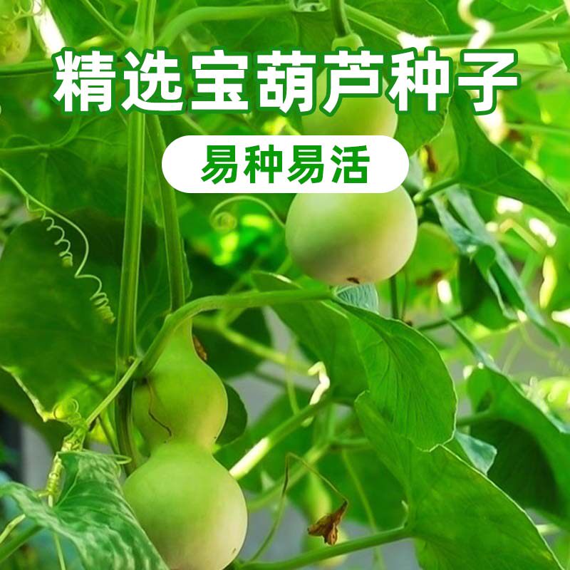宝葫芦种子阳台庭院盆栽可食用观赏四季播种易活菜葫芦酒葫芦种籽