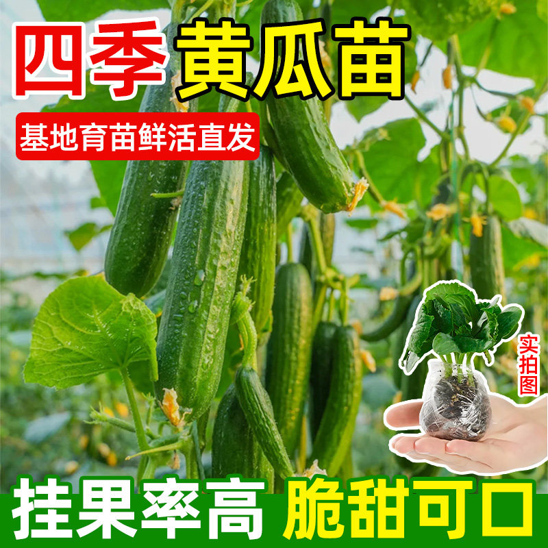黄皮黄瓜苗秧带土四季可种盆栽阳台庭院种植高产简单易种蔬菜苗
