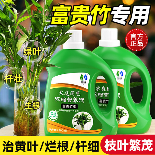 富贵竹营养液治黄叶促生根
