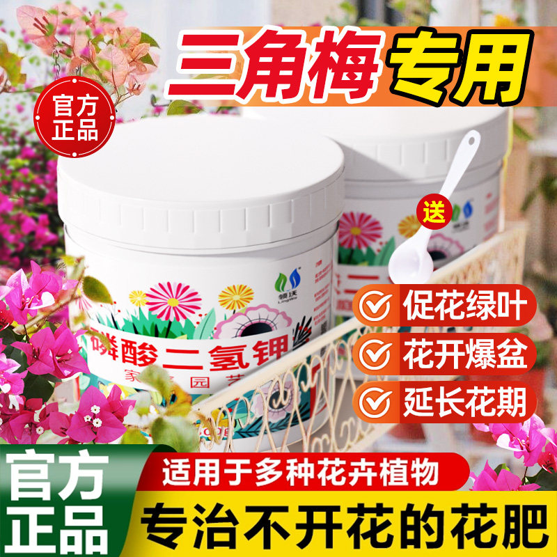 三角梅专用肥重瓣四季开花盆栽图片