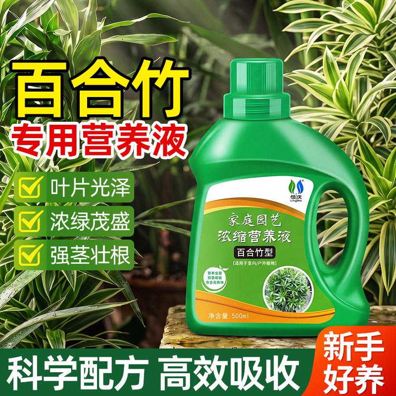 百合竹营养液客厅绿植盆栽图片