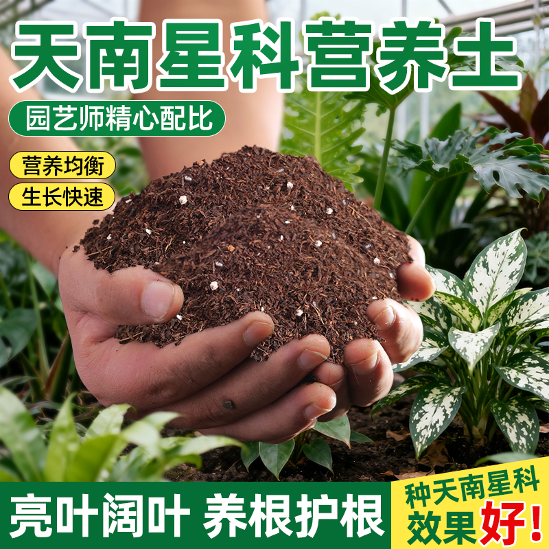 天南科星植物种植土龟背竹金钱树