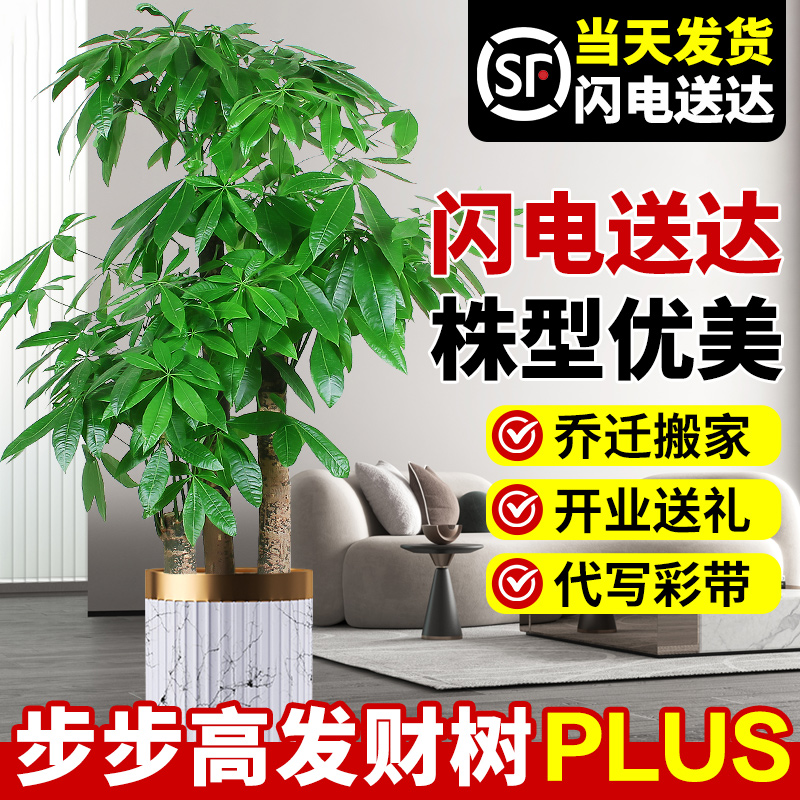 招财树绿植物发财树客厅盆栽大棵