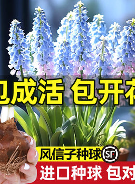 领沃葡萄风信子秋冬盆栽花卉绿植
